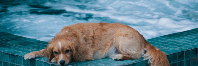 A young dog lies down on the tile next to an inground custom spa.