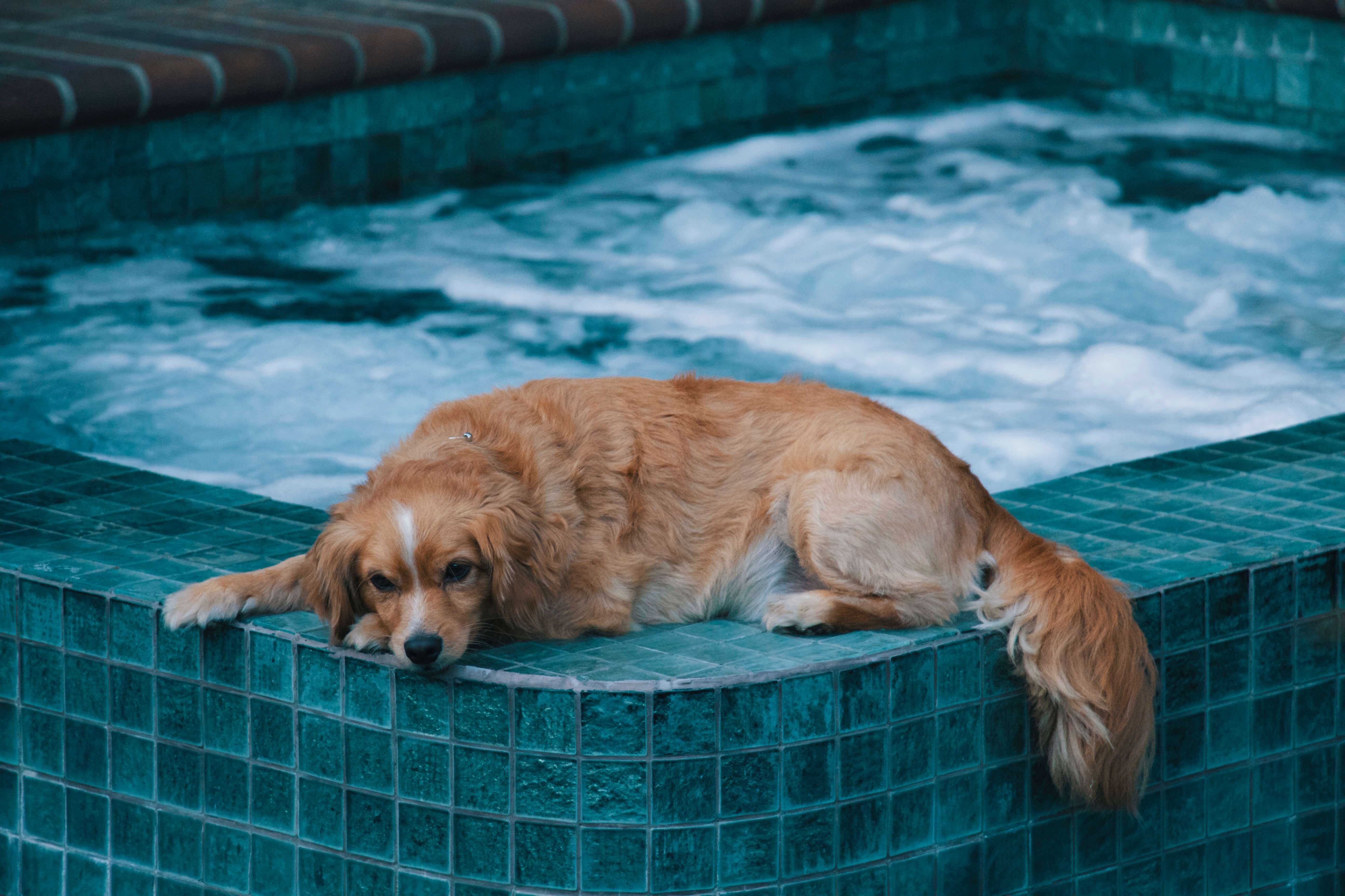 A young dog lies down on the tile next to an inground custom spa.